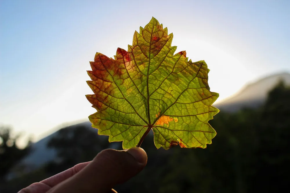 A backlit vine leaf held against a bright sky, highlighting its intricate veins and autumn colors