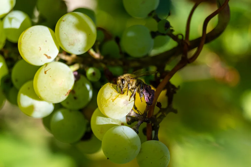 A bee pollinating green grapes on a sunny day in the vineyard