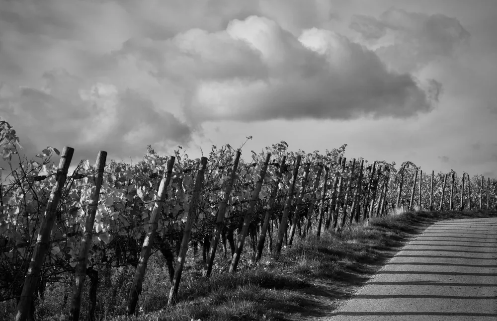 A black and white image of a vineyard under a dramatic cloudy sky, creating a moody atmosphere