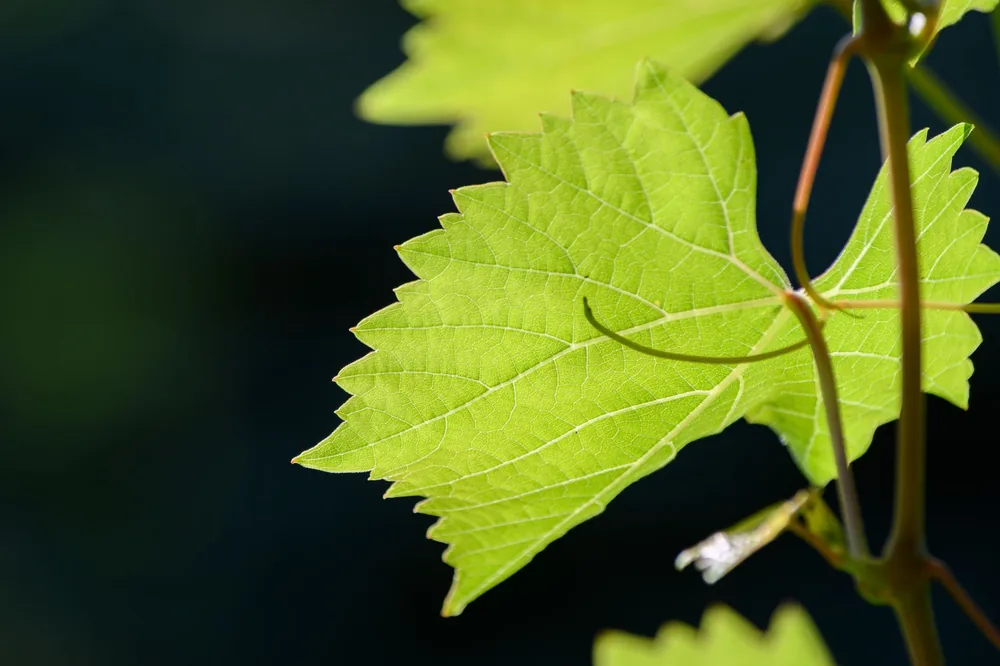 A bright green grape leaf with detailed veins, captured in natural sunlight