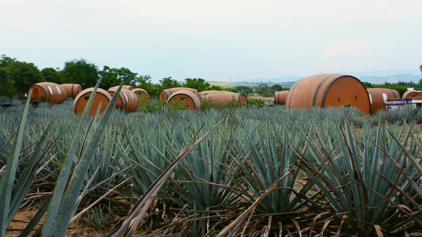 A bunch of barrels sitting in the middle of a field