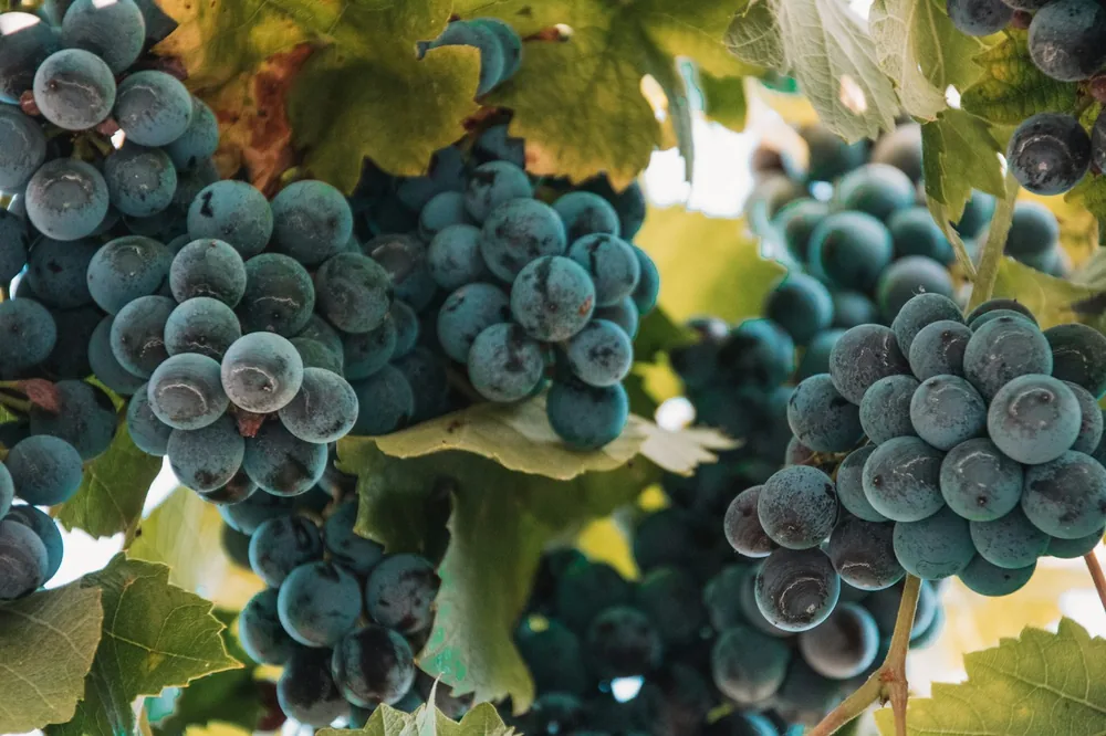 A bunch of blue grapes hanging from a vine