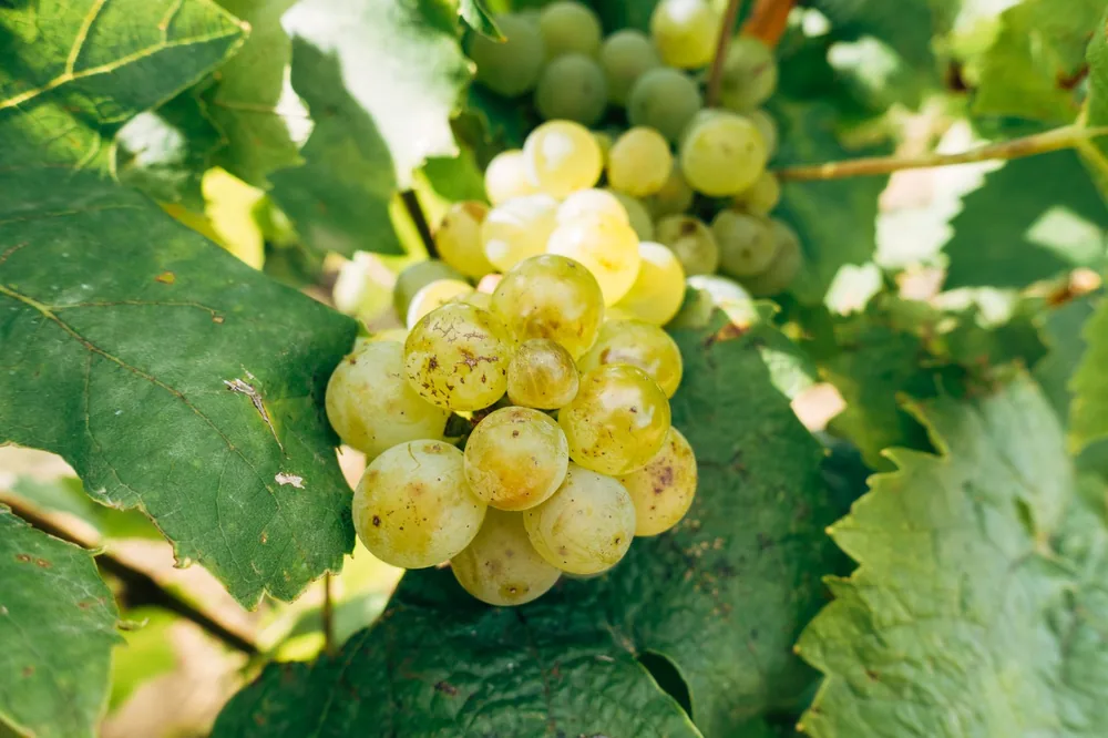 A bunch of fresh green grapes hanging on the vine surrounded by lush leaves