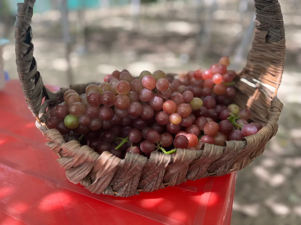 A bunch of freshly harvested grapes in a rustic wicker basket, perfect for healthy eating