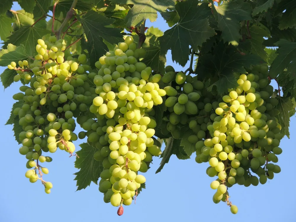 A bunch of grapes from a tree