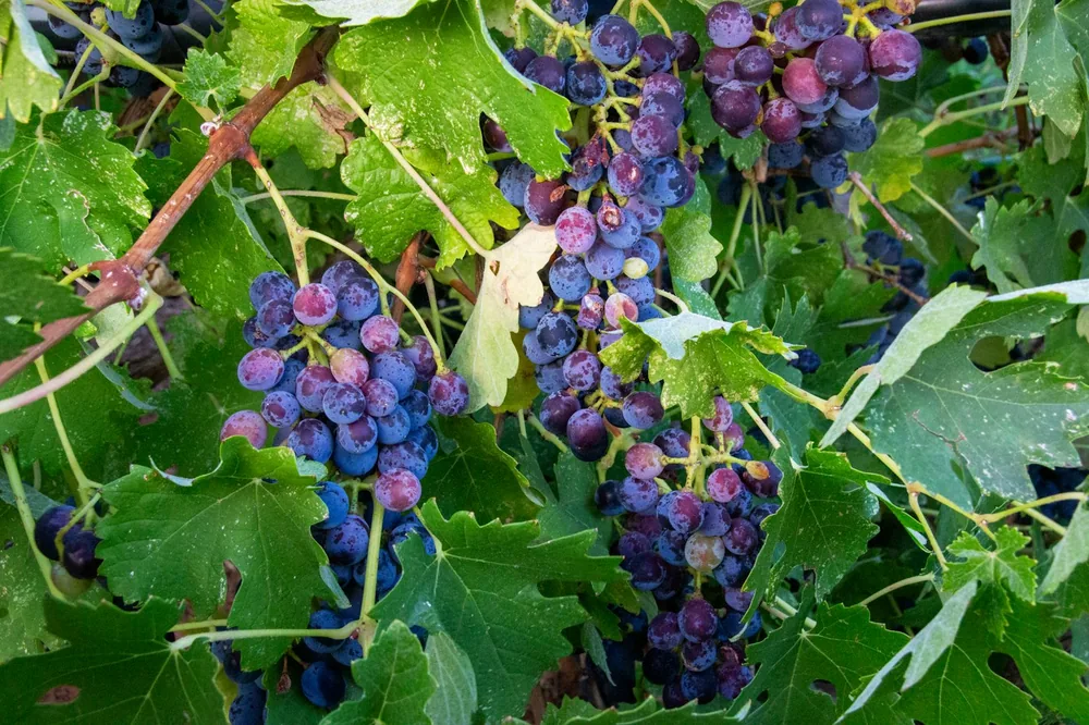 A bunch of grapes growing on a vine