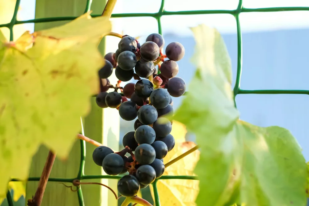 A bunch of grapes growing on a vine