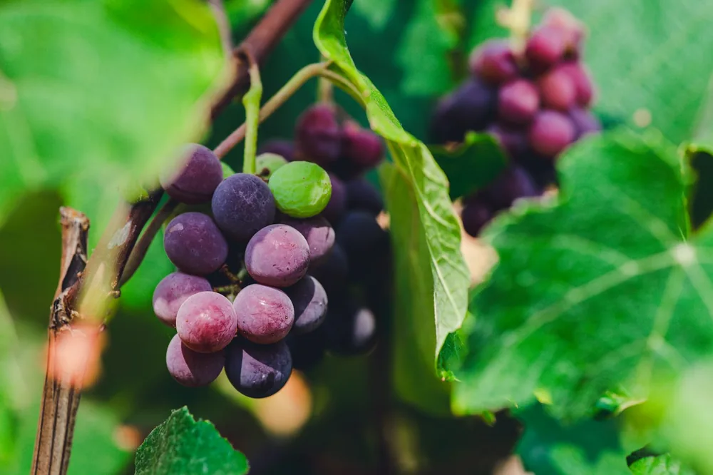 A bunch of grapes growing on a vine