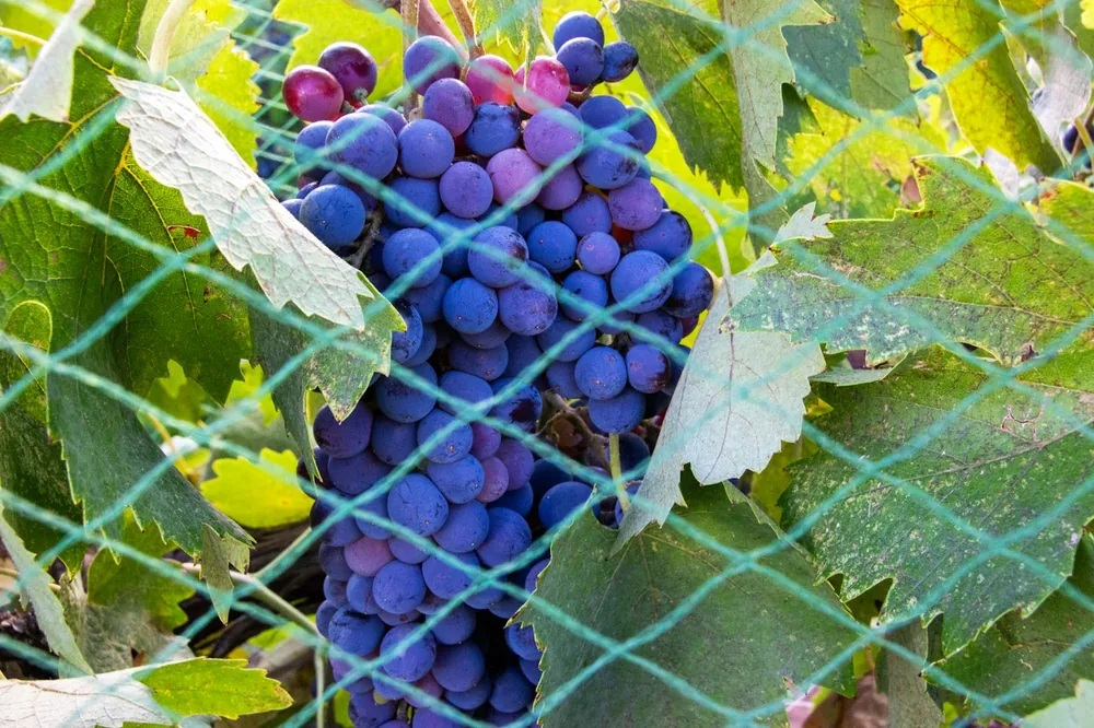 A bunch of grapes growing on a vine
