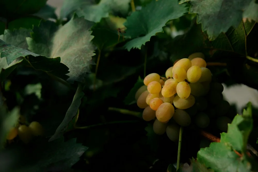 A bunch of grapes growing on a vine