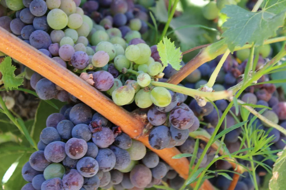 A bunch of grapes hanging from a tree