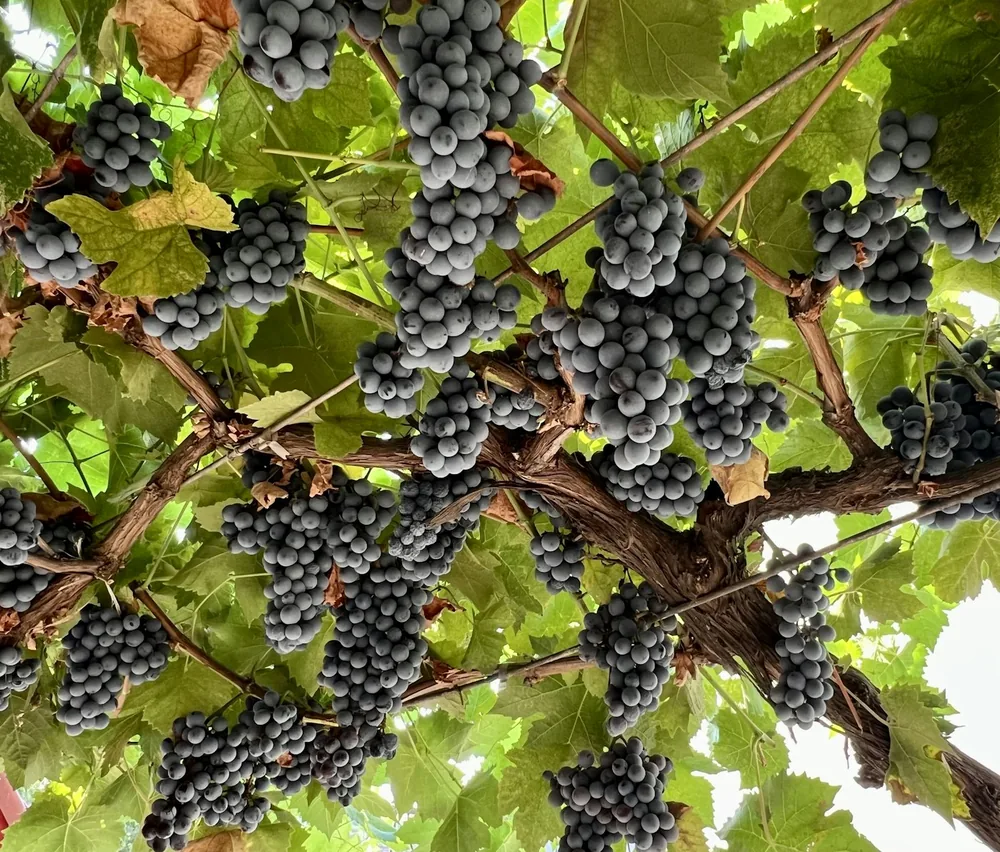 A bunch of grapes hanging from a tree