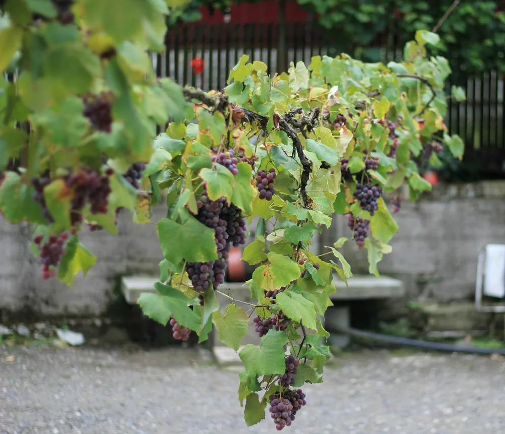 A bunch of grapes hanging from a tree