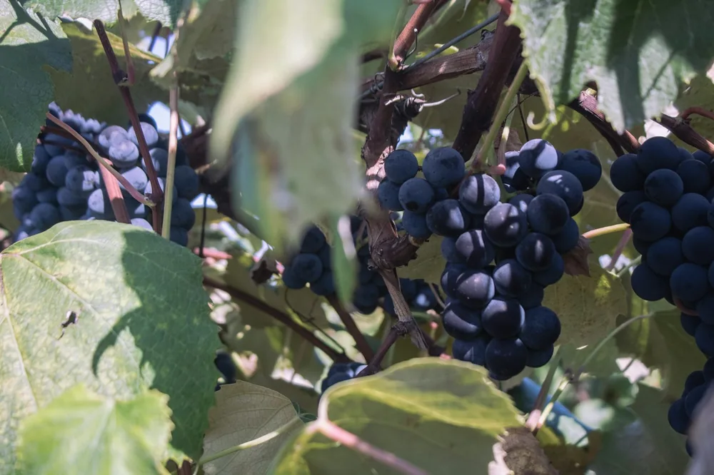 A bunch of grapes hanging from a tree