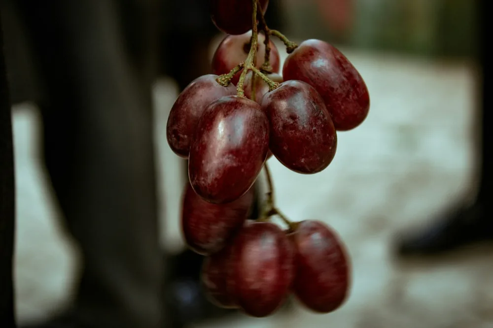 A bunch of grapes hanging from a tree