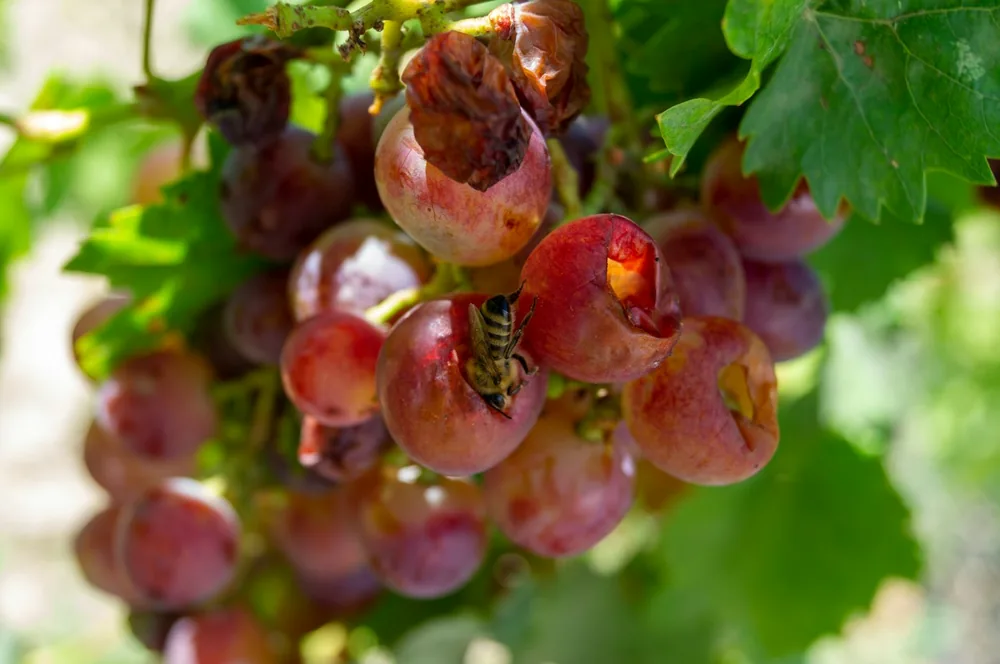 A bunch of grapes hanging from a tree