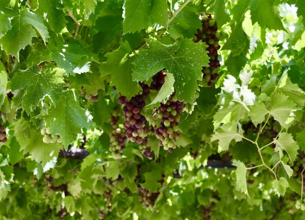 A bunch of grapes hanging from a tree