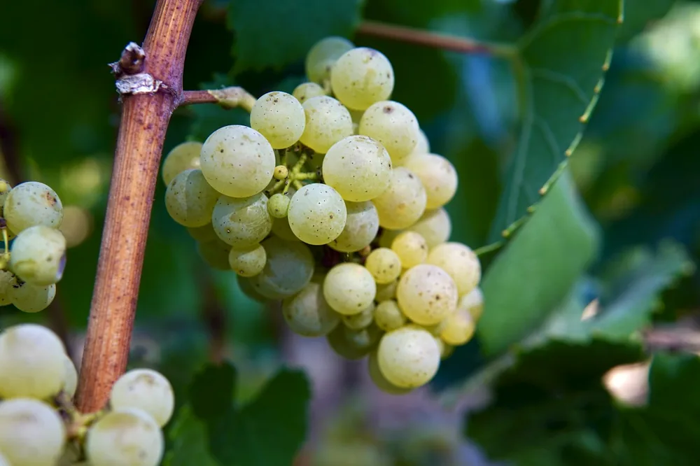 A bunch of grapes hanging from a tree