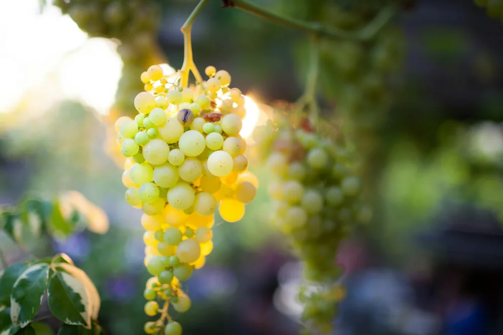 A bunch of grapes hanging from a tree