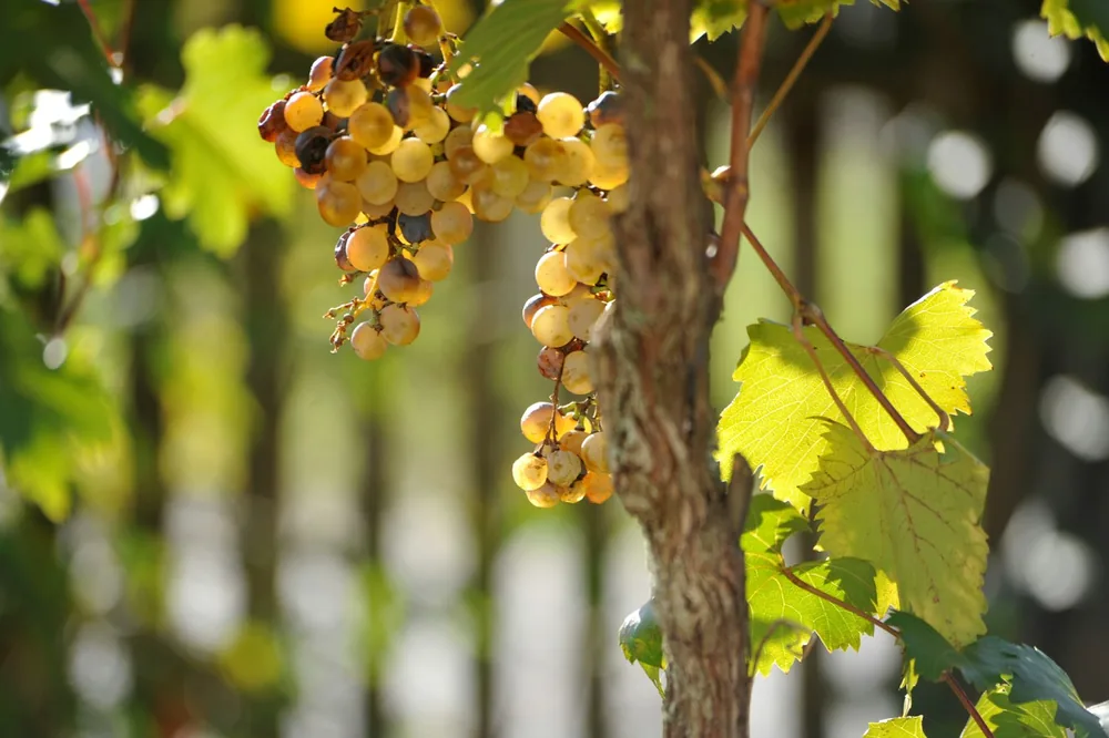 A bunch of grapes hanging from a tree