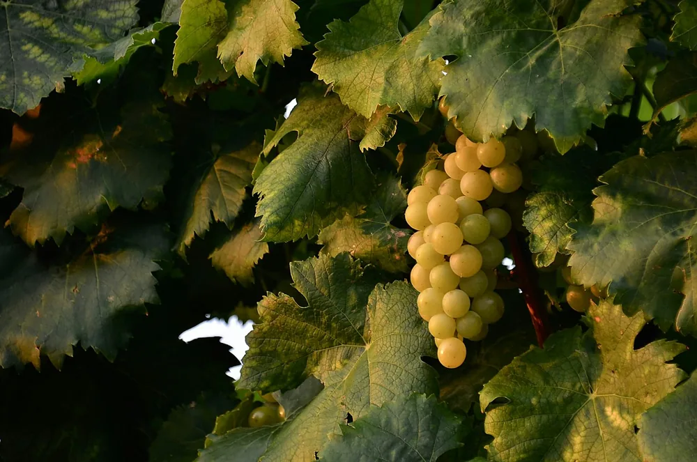 A bunch of grapes hanging from a tree