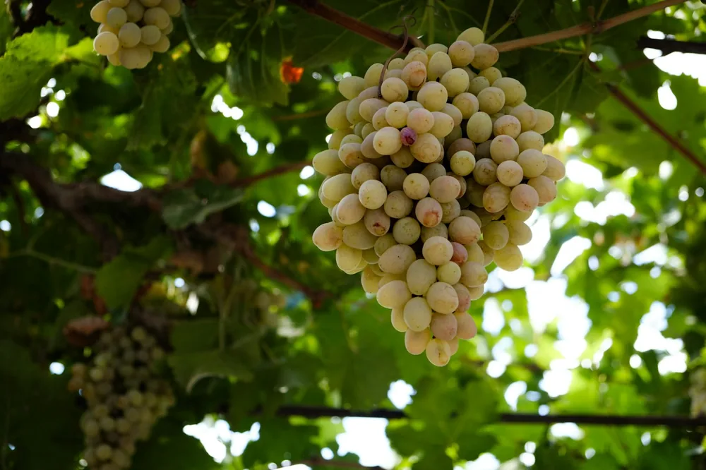 A bunch of grapes hanging from a tree