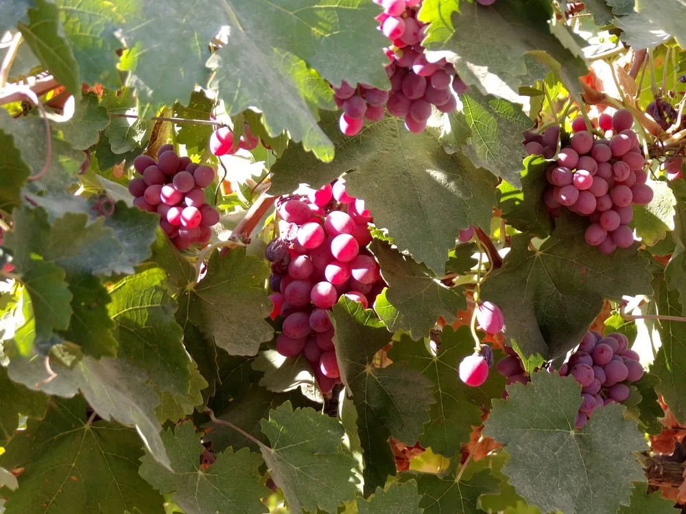 A bunch of grapes hanging from a tree