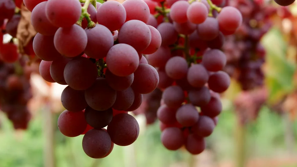 A bunch of grapes hanging from a tree