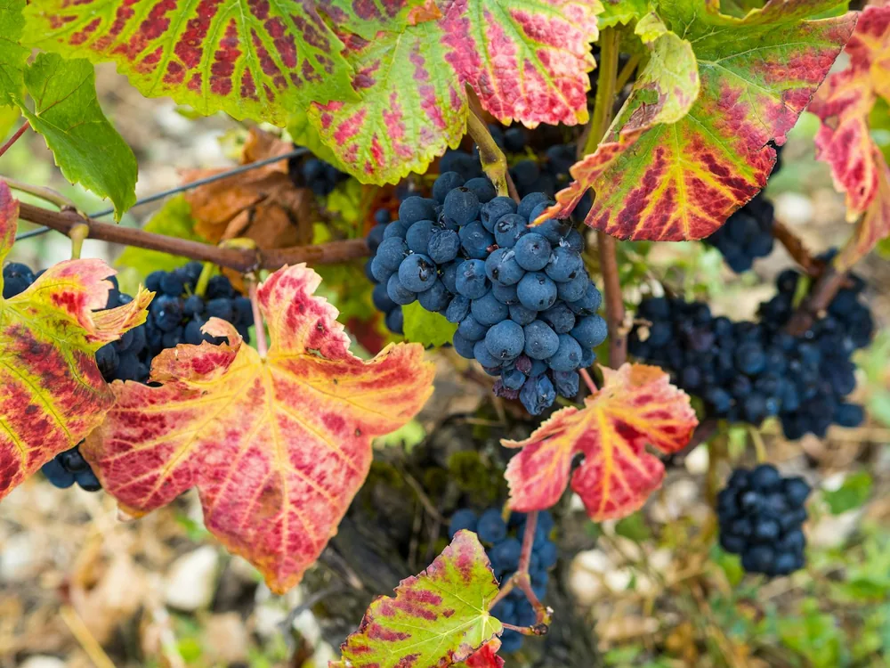 A bunch of grapes hanging from a vine