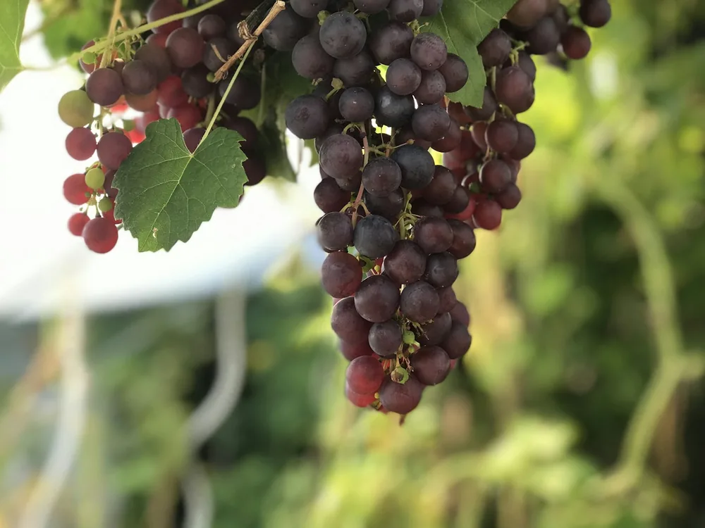 A bunch of grapes hanging from a vine