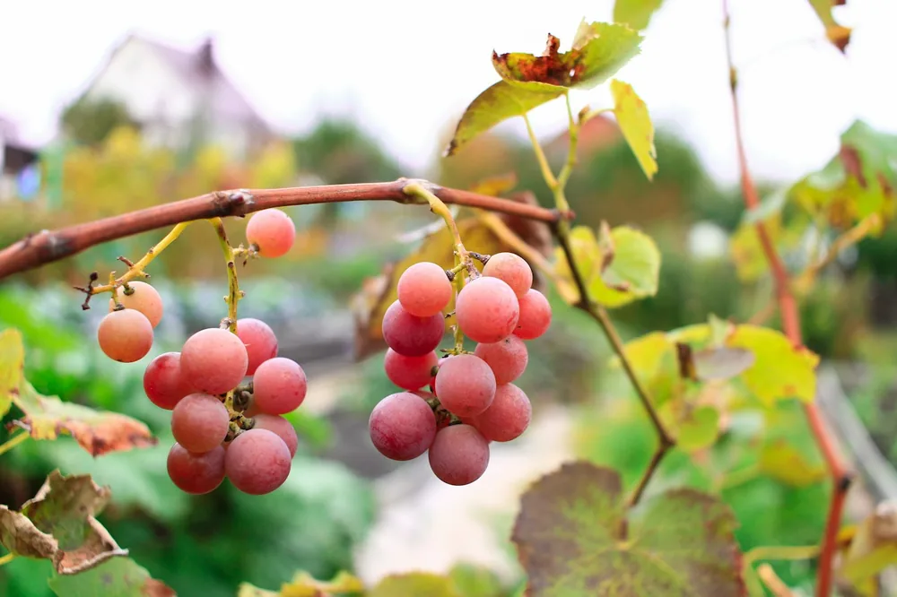 A bunch of grapes hanging from a vine