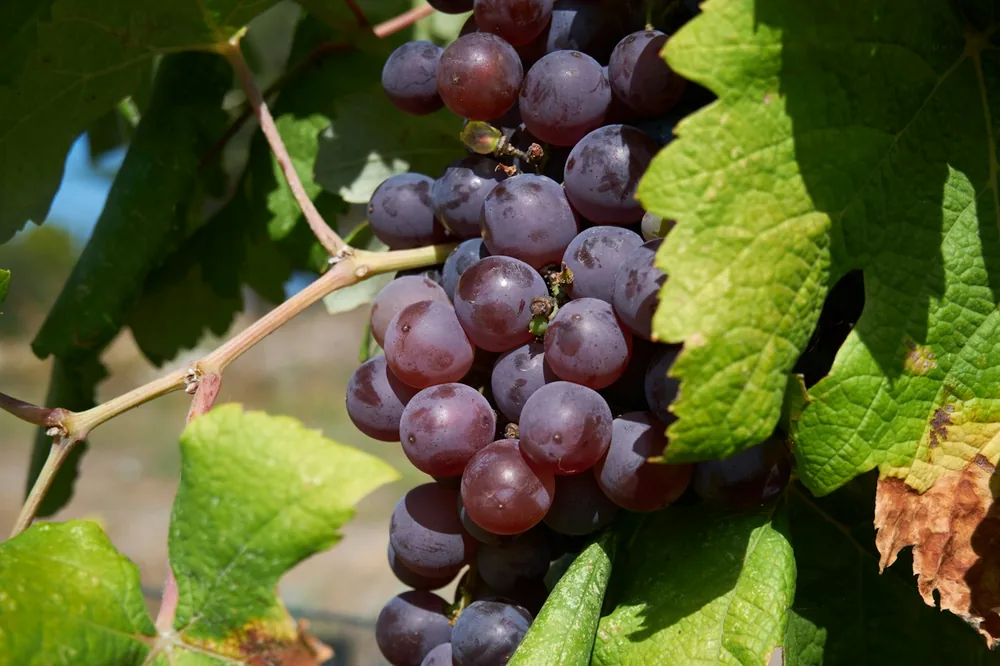 A bunch of grapes hanging from a vine
