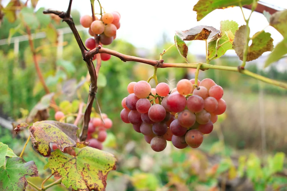 A bunch of grapes hanging from a vine