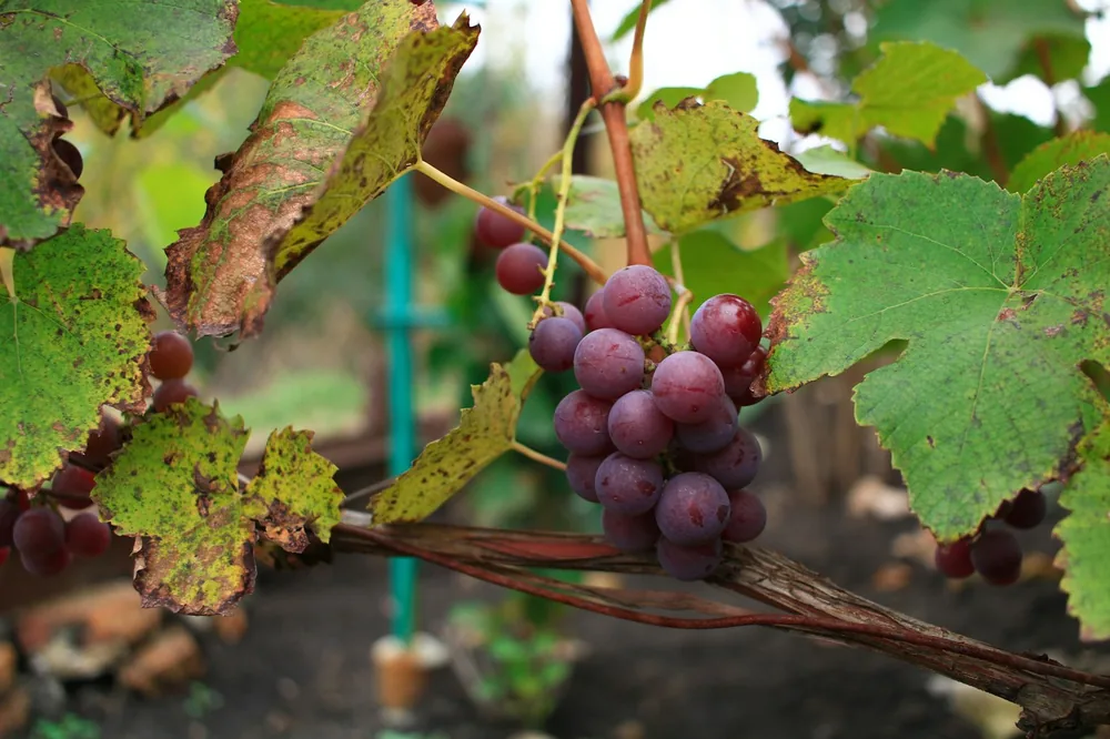 A bunch of grapes hanging from a vine