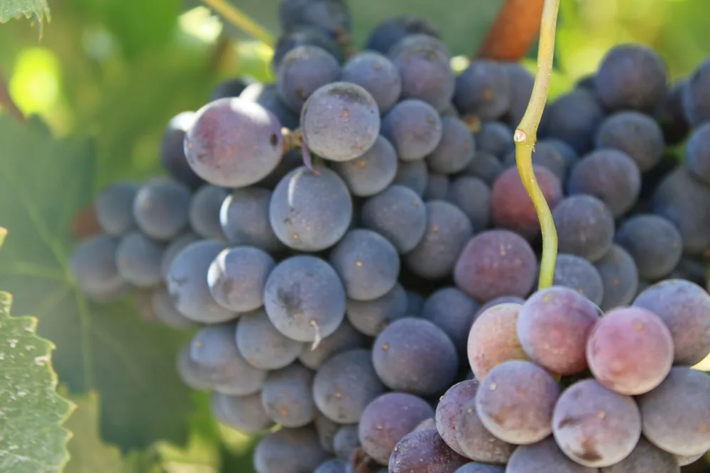 A bunch of grapes hanging from a vine