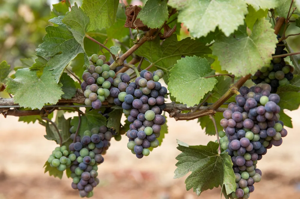 A bunch of grapes hanging from a vine