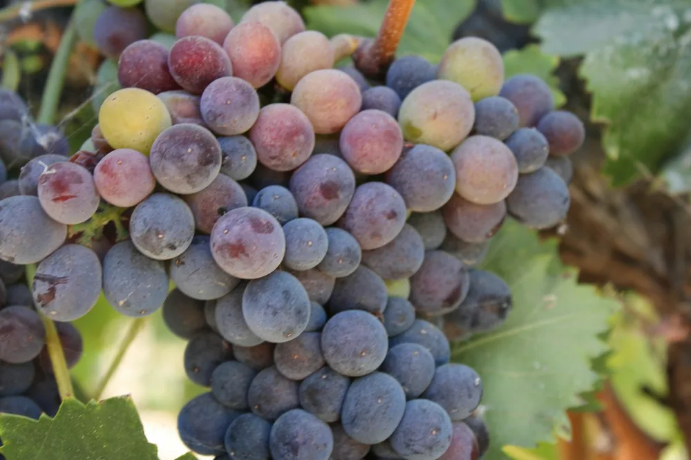 A bunch of grapes hanging from a vine