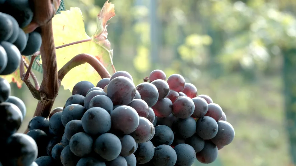 A bunch of grapes hanging from a vine