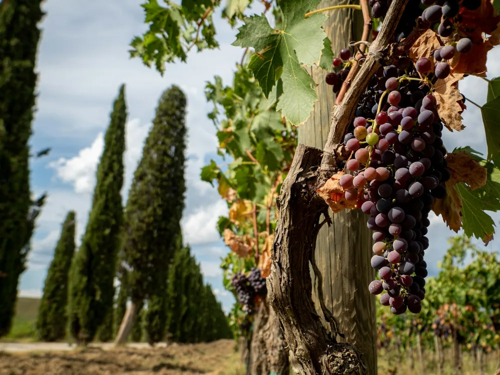 A bunch of grapes hanging from a vine