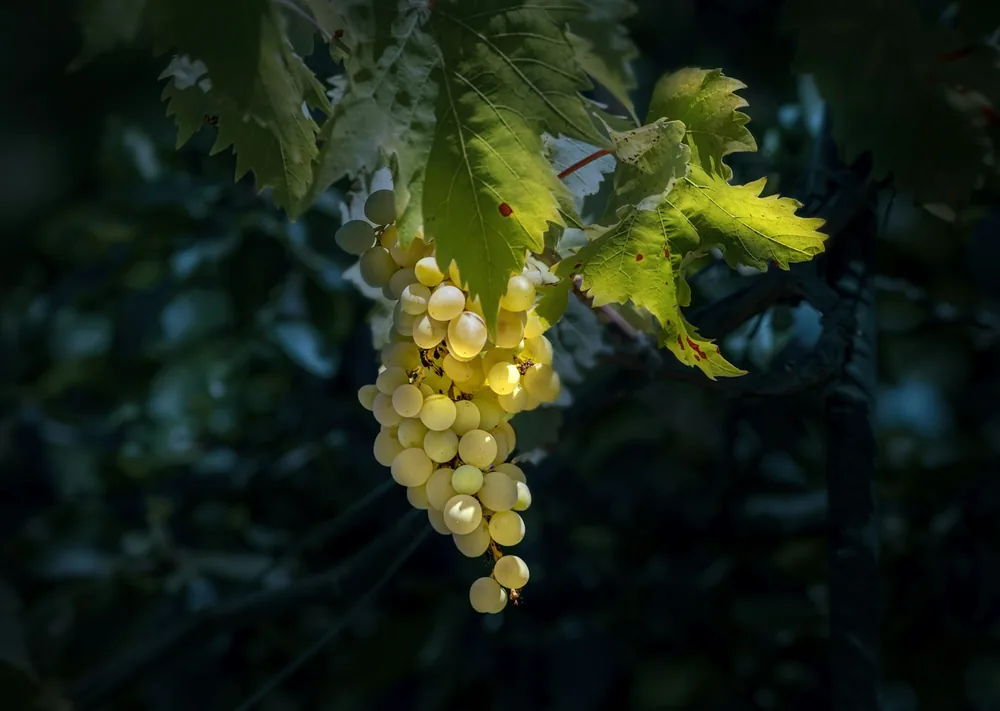 A bunch of grapes hanging from a vine