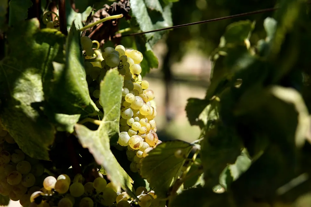 A bunch of grapes hanging from a vine