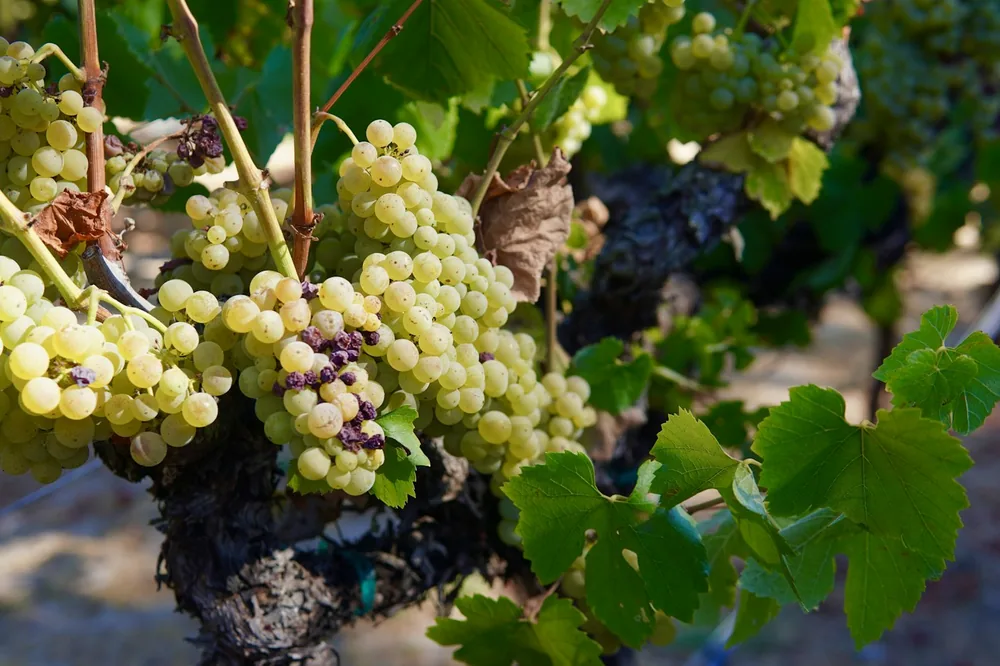 A bunch of grapes hanging from a vine