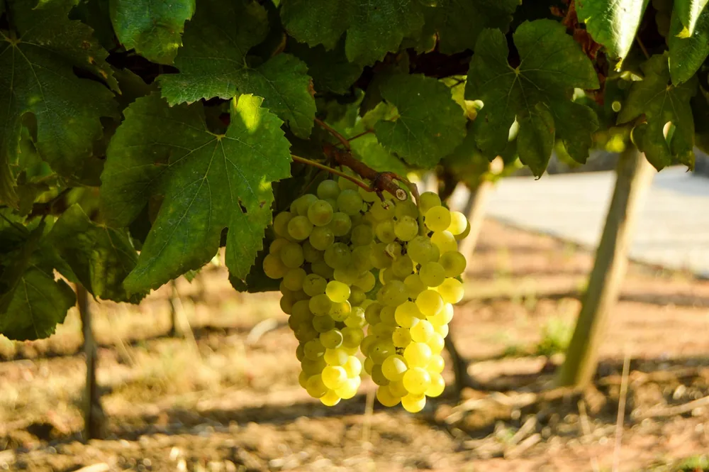 A bunch of grapes hanging from a vine