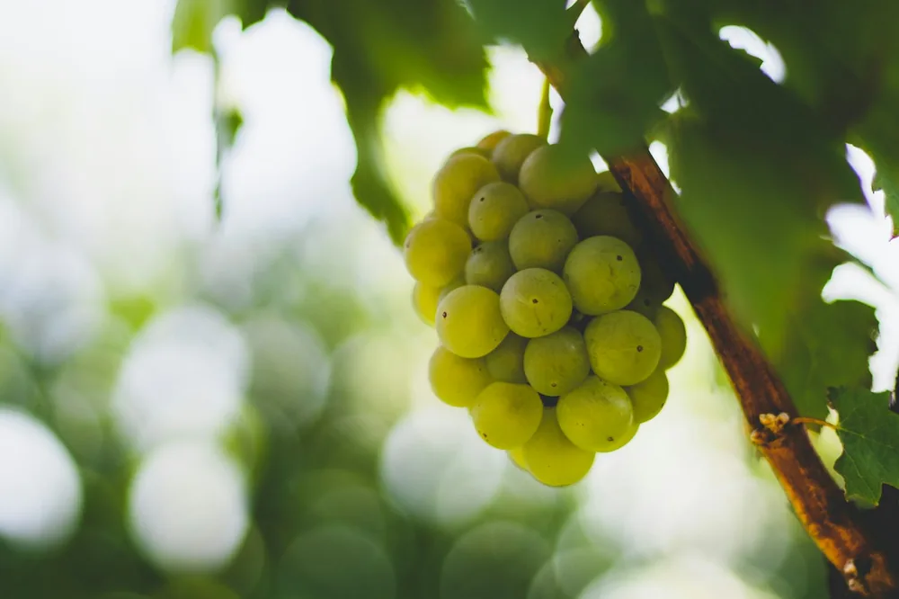 A bunch of grapes hanging from a vine