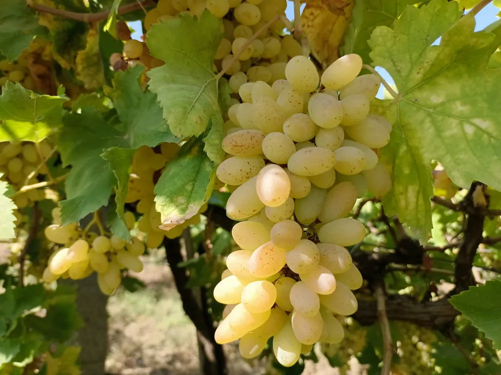A bunch of grapes hanging from a vine