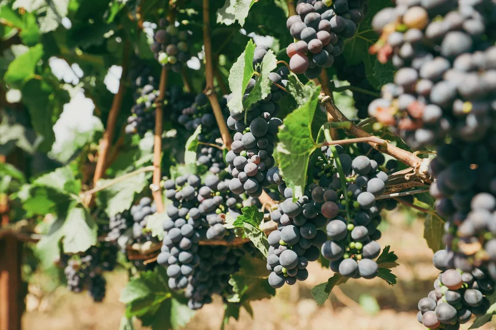 A bunch of grapes hanging from a vine