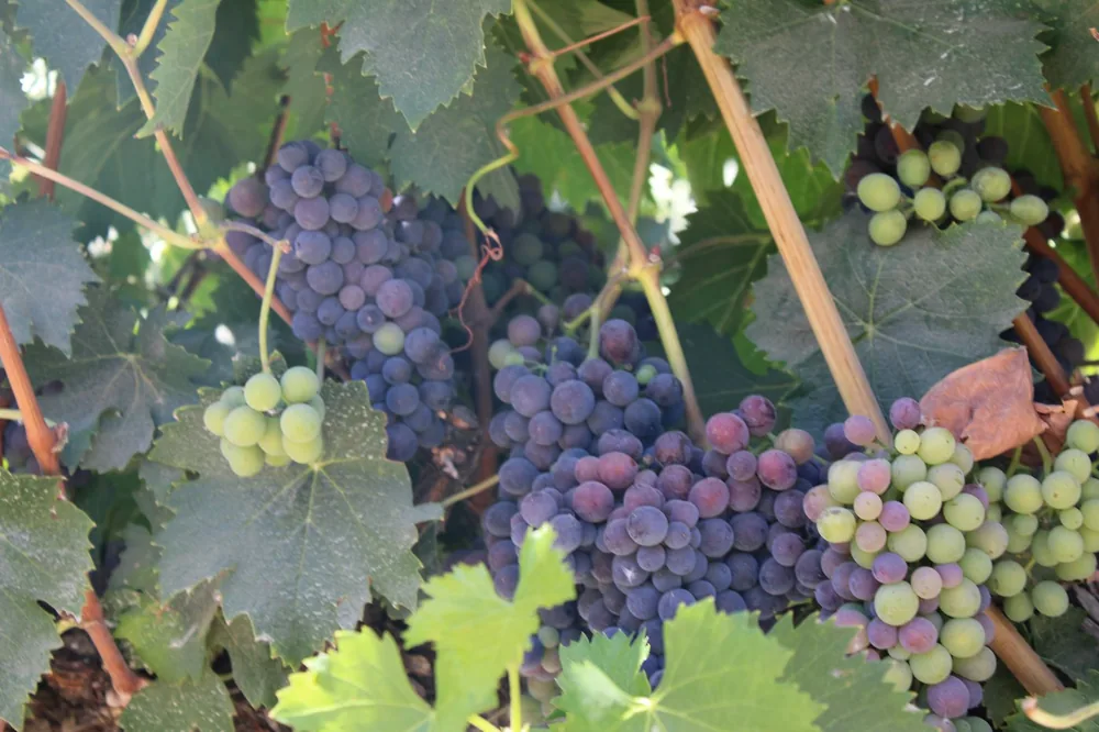 A bunch of grapes hanging from a vine
