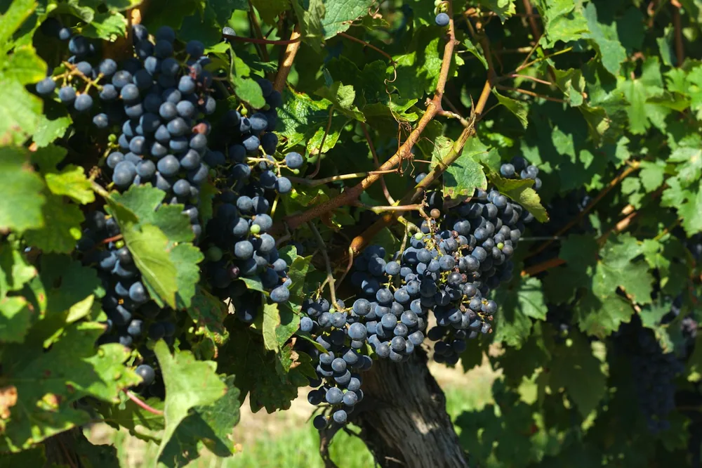 A bunch of grapes hanging from a vine