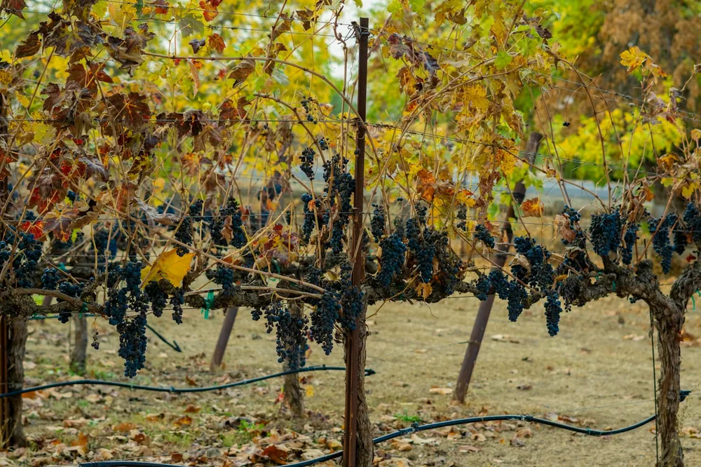 A bunch of grapes hanging from a vine
