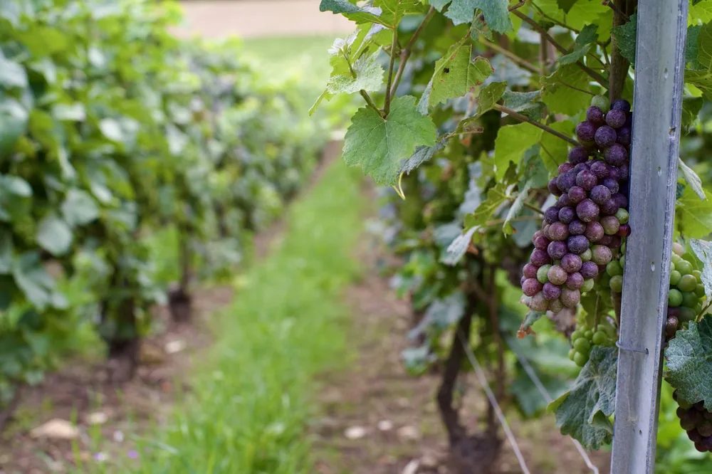 A bunch of grapes hanging from a vine in a vineyard